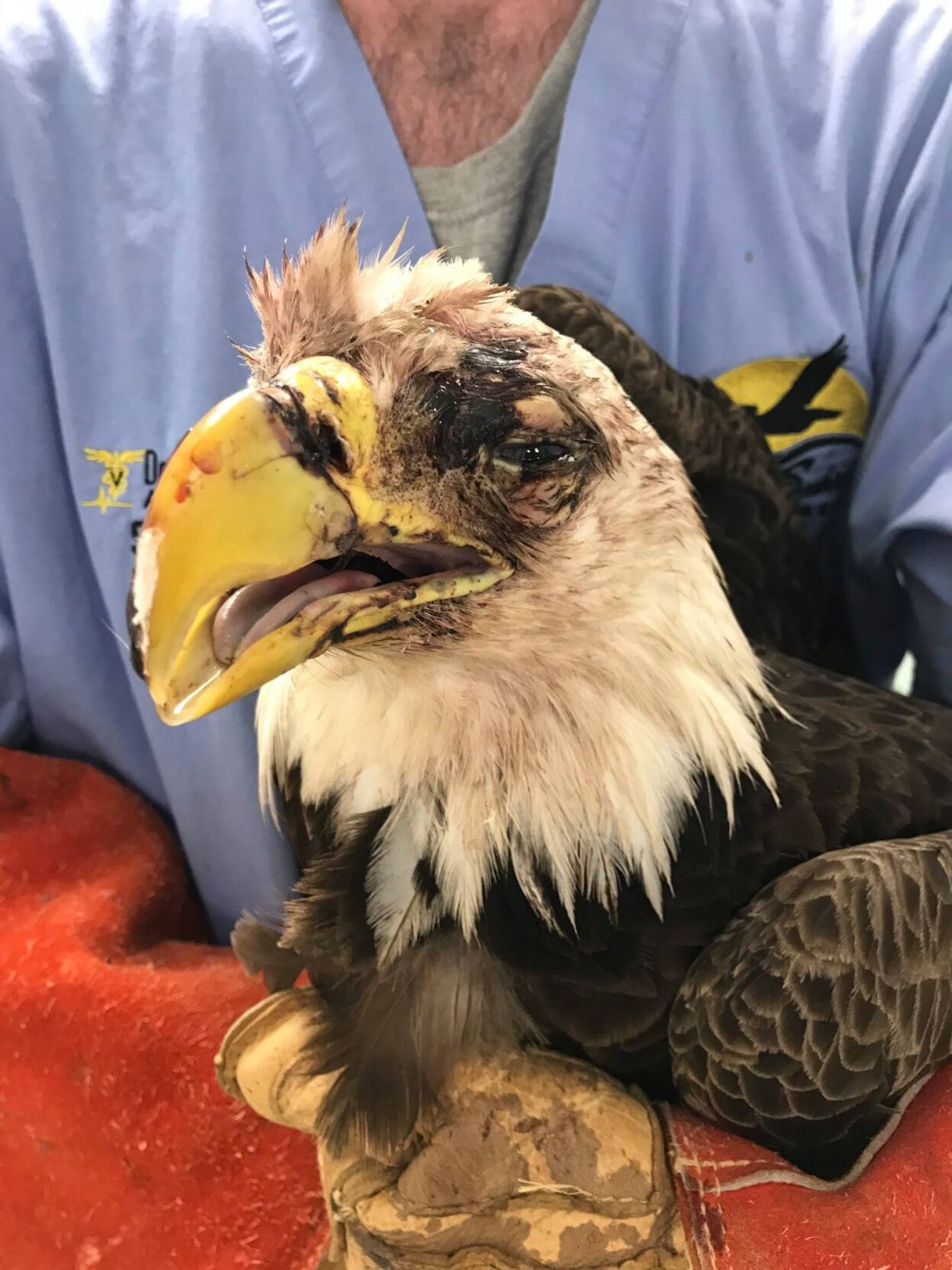 n-Eagle4-122420.jpg